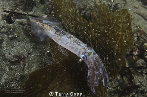 "He Can't See Us If We Don't Move" - market squid (Loligo... by Terry Goss 